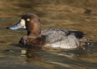 Greater Scaup?