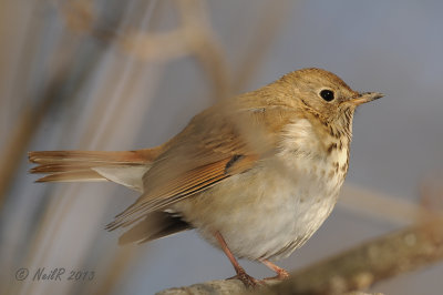 Hermit Thrush DSCN_300914.JPG