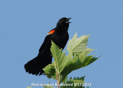 Blackbird, Red-winged DSCN_275546.JPG