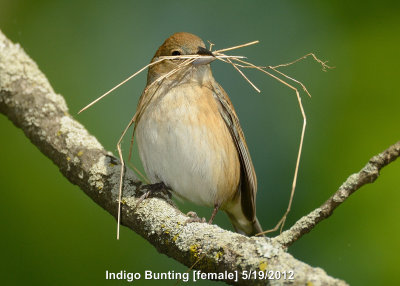 Bunting, Indigo[female]DSCN_276378.JPG