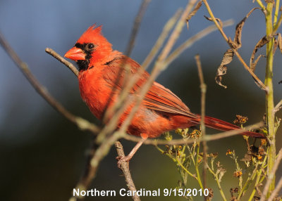Cardinal, Northern DSCN_210387.JPG