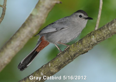 Catbird, Gray DSCN_275380.JPG
