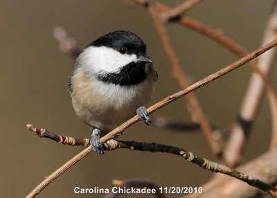 Chickadee, Carolina DSCN_226244.JPG