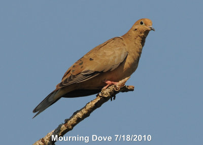 Dove, Mourning DSCN_203078.JPG