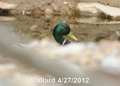 Duck, Mallard DSCN_269355.JPG