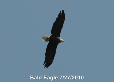 Eagle, Bald DSCN_203426.JPG