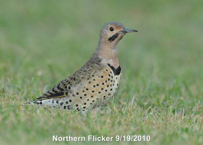 Flicker, Northern DSCN_211341.JPG