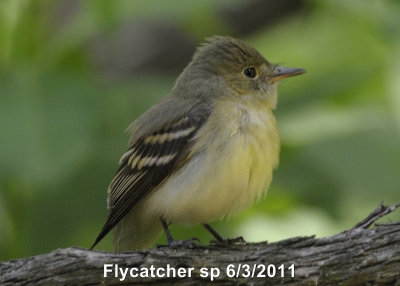 Flycatcher, Acadian DSCN_235775.JPG