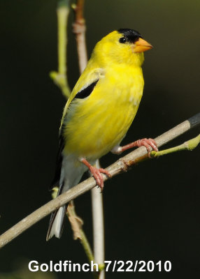 Finch, Gold DSCN_203233.JPG