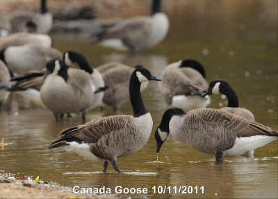 Goose, Canada DSCN_248009.JPG