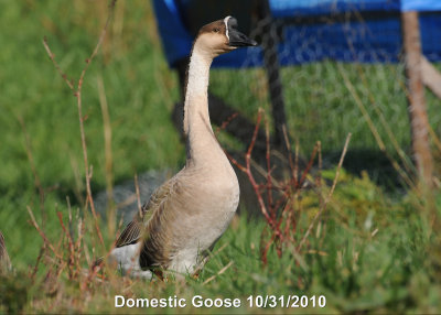 Goose, Domestic DSCN_222965.JPG