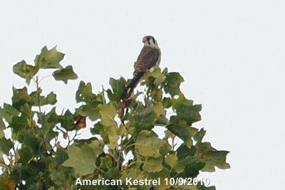 Hawk, American Kestrel DSCN_214533.JPG