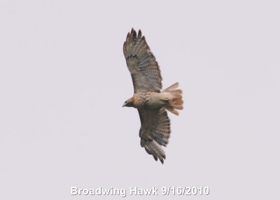 Hawk, Broadwing DSCN_210572.JPG
