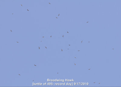 Hawk, Broadwing DSCN_210680.JPG