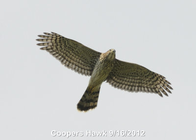 Hawk, Coopers DSCN_282972.JPG