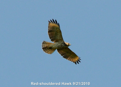 Hawk, Red-shouldered DSCN_211703-fmusm.JPG