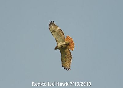 Hawk, Red-tailed DSCN_202588.JPG
