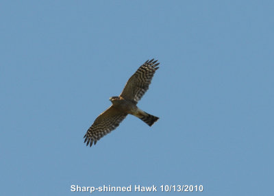 Hawk, Sharp-Shinned DSCN_216690.JPG