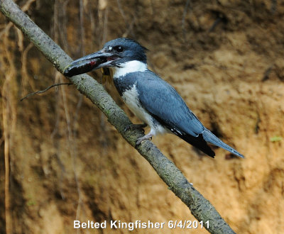 Kingfisher, Belted DSCN_236119.JPG