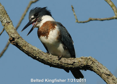 Kingfisher, Belted DSCN_241773.JPG