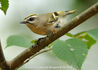 Kinglet, Golden-crowned DSCN_212183.JPG