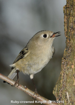 Kinglet, Ruby-crowned DSCN_216500.JPG