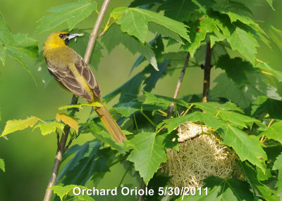 Oriole, Orchard DSCN_235121.JPG