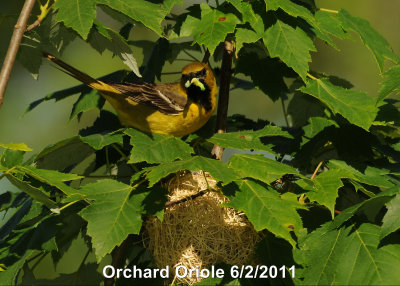 Oriole, Orchard DSCN_235369.JPG