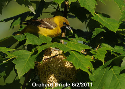 Oriole, Orchard DSCN_235387.JPG