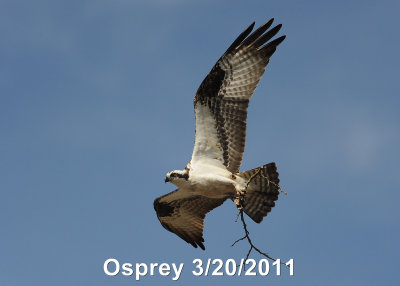 Osprey DSCN_232779.JPG