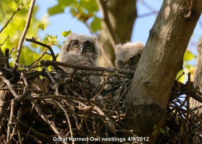 Owl, Great Horned DSCN_264592.JPG
