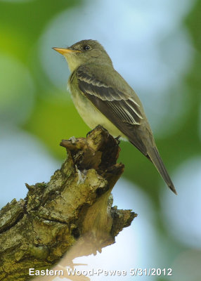 Pewee, Eastern DSCN_278022.JPG