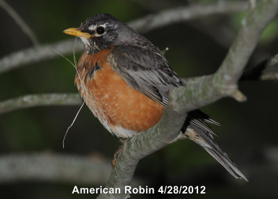 Robin, American DSCN_269588.JPG