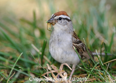 Sparrow, Chipping DSCN_201966.JPG