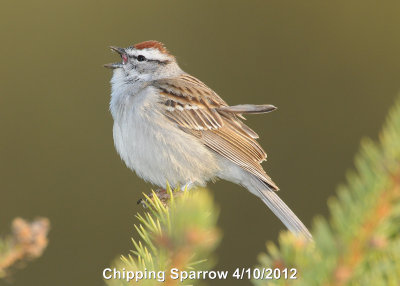 Sparrow, Chipping DSCN_265198.JPG