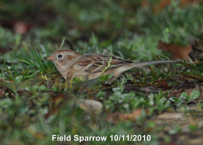 Sparrow, Field DSCN_216015.JPG