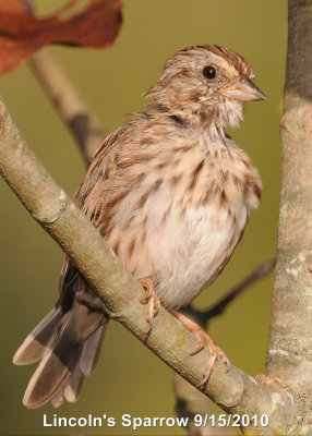 Sparrow, Lincolns DSCN_210401.JPG