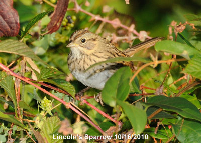 Sparrow, Lincolns DSCN_216943.JPG