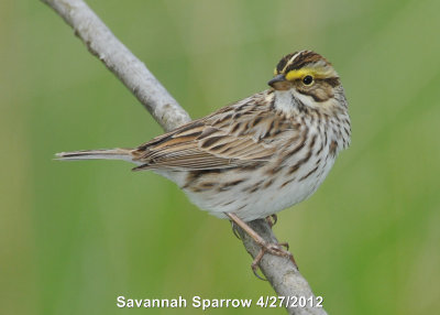 Sparrow, Savannah DSCN_269301.JPG