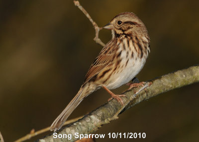 Sparrow, Song DSCN_216073.JPG