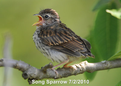 Sparrow, Song(Juvenile)DSCN_201850.JPG