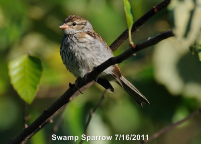 Sparrow, Swamp DSCN_240914.JPG