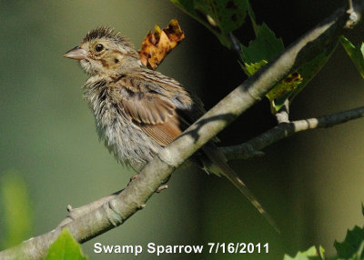 Sparrow, Swamp DSCN_240962.JPG