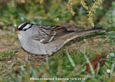 Sparrow, White-crowned DSCN_214378.JPG
