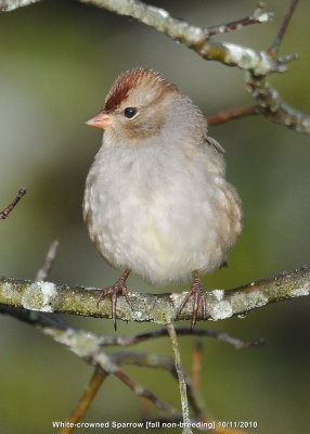 Sparrow, White-crowned[fall non-breeding]DSCN_216003.JPG