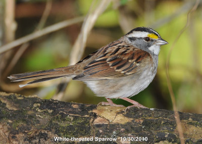 Sparrow, White-throated DSCN_222611.JPG
