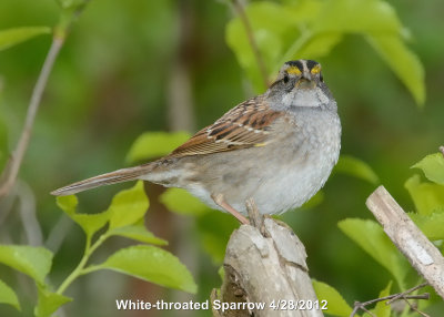 Sparrow, White-throated DSCN_269554.JPG