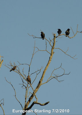 Starling, European DSCN_201624.JPG