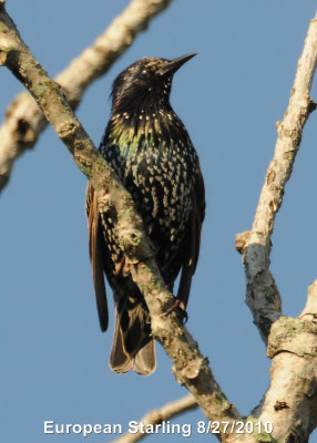 Starling, European DSCN_204777.JPG