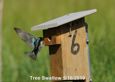 Swallow, Tree DSCN_185147.JPG